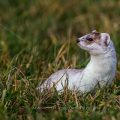 Hermelin (Mustela erminea)