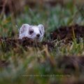 Hermelin (Mustela erminea)