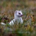 Hermelin (Mustela erminea)