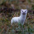 Hermelin (Mustela erminea)