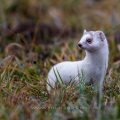 Hermelin (Mustela erminea)