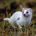 Hermelin (Mustela erminea)
