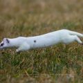 Hermelin (Mustela erminea)