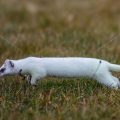 Hermelin (Mustela erminea)