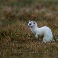 Hermelin (Mustela erminea)