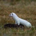 Hermelin (Mustela erminea)