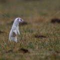 Hermelin (Mustela erminea)