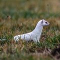 Hermelin (Mustela erminea)