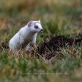 Hermelin (Mustela erminea)