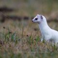 Hermelin (Mustela erminea)