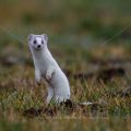 Hermelin (Mustela erminea)