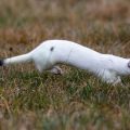 Hermelin (Mustela erminea)