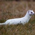 Hermelin (Mustela erminea)