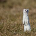 Hermelin (Mustela erminea)