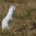 Hermelin (Mustela erminea)