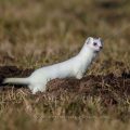 Hermelin (Mustela erminea)