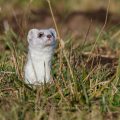 Hermelin (Mustela erminea)