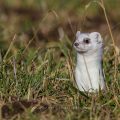 Hermelin (Mustela erminea)