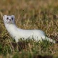 Hermelin (Mustela erminea)