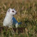 Hermelin (Mustela erminea)