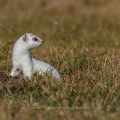 Hermelin (Mustela erminea)