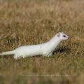 Hermelin (Mustela erminea)