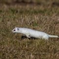 Hermelin (Mustela erminea)