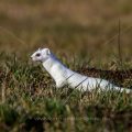 Hermelin (Mustela erminea)