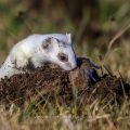 Hermelin (Mustela erminea)