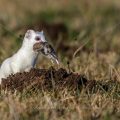 Hermelin (Mustela erminea)