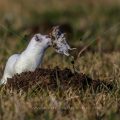 Hermelin (Mustela erminea)