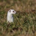Hermelin (Mustela erminea)