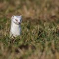 Hermelin (Mustela erminea)