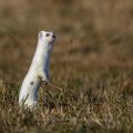 Hermelin (Mustela erminea)