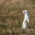 Hermelin (Mustela erminea)