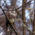 Mäusebussard (Buteo buteo)