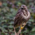 Mäusebussard (Buteo buteo)