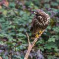 Mäusebussard (Buteo buteo)