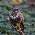 Mäusebussard (Buteo buteo)