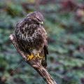 Mäusebussard (Buteo buteo)