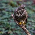 Mäusebussard (Buteo buteo)
