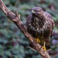 Mäusebussard (Buteo buteo)