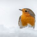 Rotkehlchen (Erithacus rubecula)