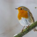 Rotkehlchen (Erithacus rubecula)