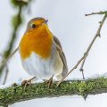Rotkehlchen (Erithacus rubecula)