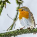 Rotkehlchen (Erithacus rubecula)