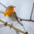 Rotkehlchen (Erithacus rubecula)