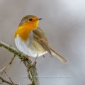 Rotkehlchen (Erithacus rubecula)