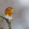Rotkehlchen (Erithacus rubecula)