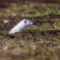 Hermelin (Mustela erminea)